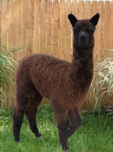 Alpaca For Sale - Starsky's Miss Kaycee Rose at Color Your Herd Alpacas