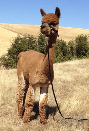 Alpaca For Sale - Stirling Ridge HAZELNUT at STIRLING RIDGE ALPACAS