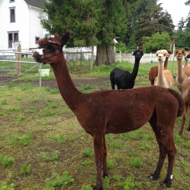 Alpaca For Sale - Dinghaan's Cadence at Aragon Alpacas