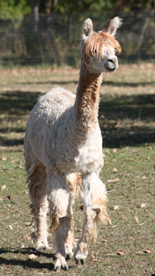 Alpaca For Sale - BBFAI Liliana at Bluff Breeze Farm 