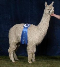 Cria- Torbio's Dante