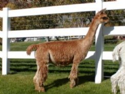 Alpaca For Sale - Olajuwan's Peruvian Capellini at Alpine Suri Alpacas