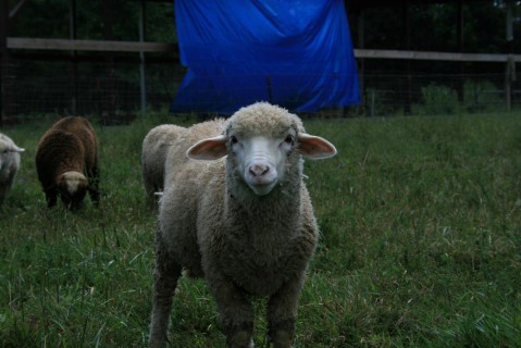 Sheep For Sale - Possum's Ram Lamb at Moonglow Farm Alpacas, LLC