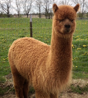 Alpaca For Sale - Heatherbrook's Miss Morgan at Heatherbrook Farms