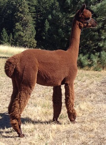 Alpaca For Sale - Stirling Ridge MUIREALL at STIRLING RIDGE ALPACAS