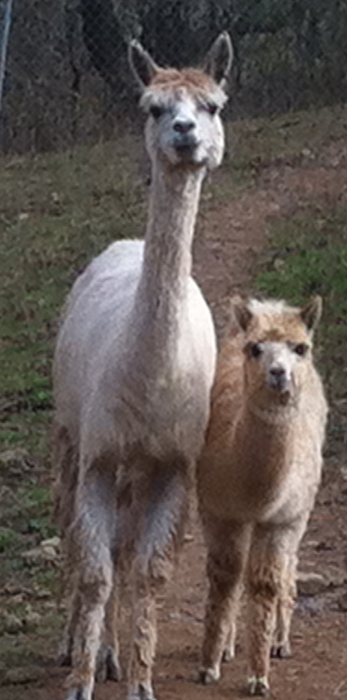 Jealousy and her cria