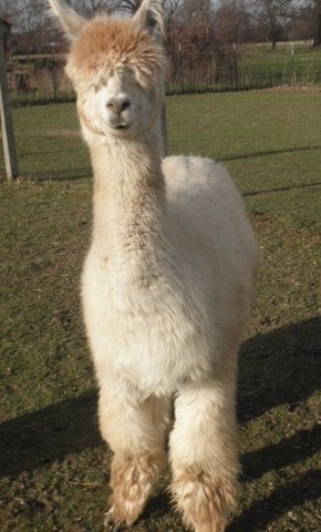 Alpaca For Sale - Whispering Hope at ArkAlpaca