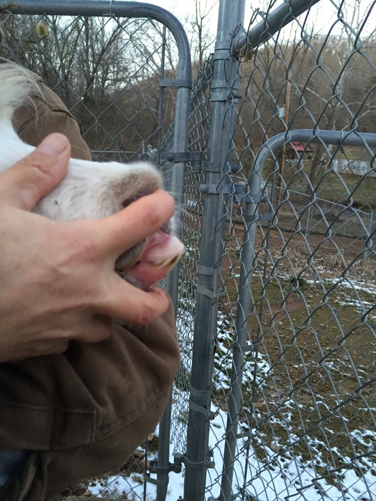 Snowball teeth