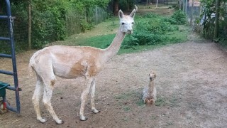 Molly and 2015 cria