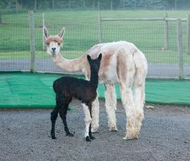 Pearl with cria