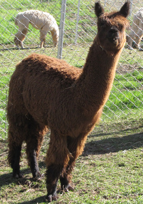 Alpaca For Sale - Baby Doll of Frogs Creek at Frogs Creek Farm