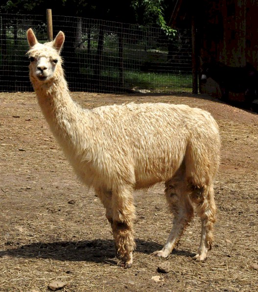 Alpaca For Sale - SunAngel del Oro at Rymalima, LLC