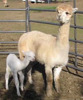 Alpaca For Sale - Alta Luna's Monet at Menagerie Hill Ranch Alpacas