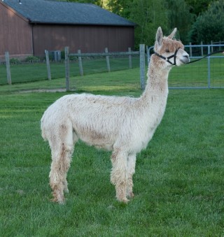 Alpaca For Sale - Don Pedro's Pink Pearl at A.J.'s Alpaca Ranch