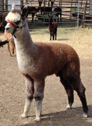 2015 Female Cria