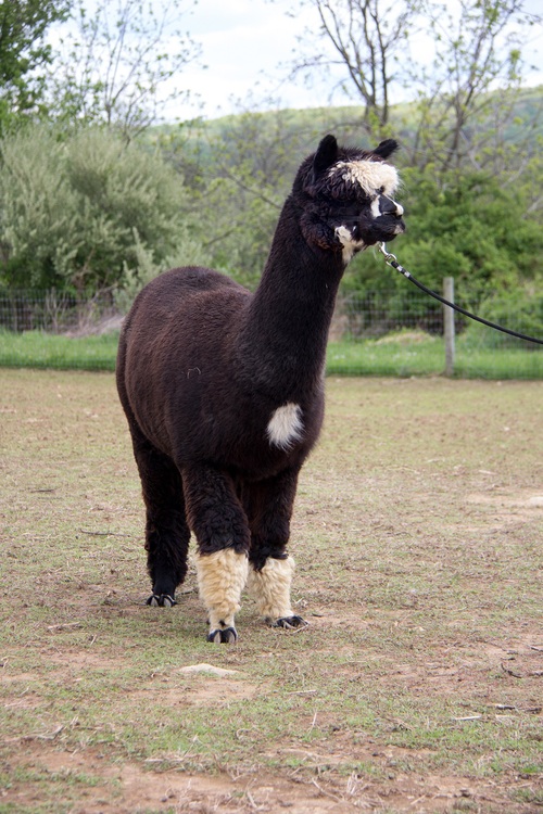 Alpaca For Sale - Emelise's Twyla at Emelise Alpacas