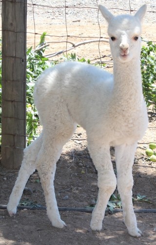 2013 Male Cria (Blizzard)