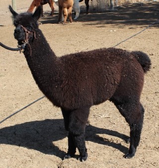 2012 Cria Amego's War Horse