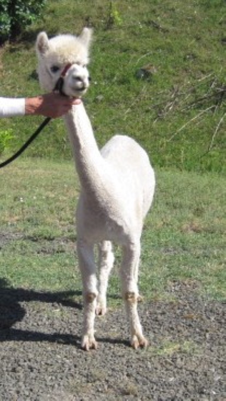 Alpaca For Sale - Crystal Sunrise Aria at Querencia Alpacas