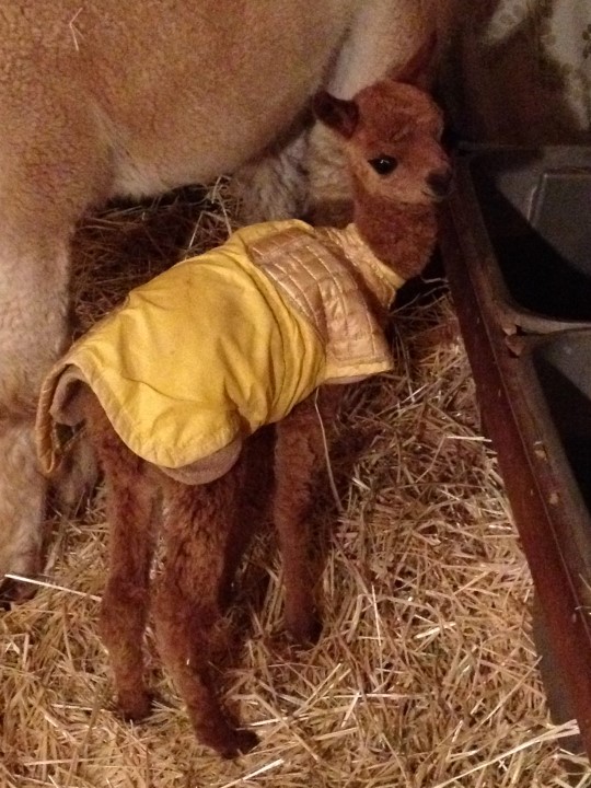 Finn's cria Punkynn 2012