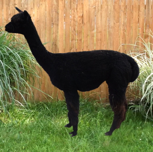 Alpaca For Sale - Mr. Sparks Miss Dottie Rose at Color Your Herd Alpacas