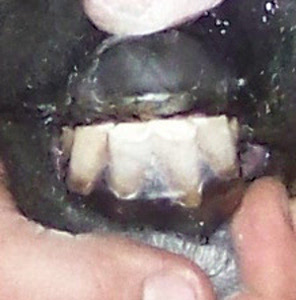 Dottie's teeth