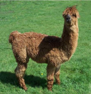 Alpaca For Sale - ATV Loa at Thunder Mountain Alpacas