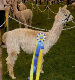 Alpaca For Sale - Snowmass Ice Dancer's Peruvian Corina at Alpine Suri Alpacas