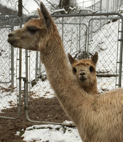 Jealousy head (and cria)