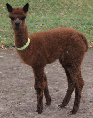 Alpaca For Sale - MAMGB Andrea 