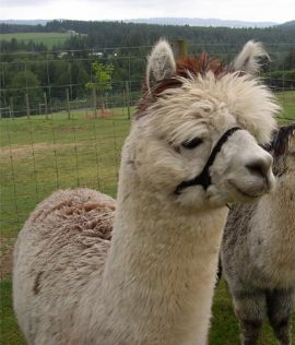 Alpaca For Sale - Obi-Wan Kenobi, AOO at Easygo Farm