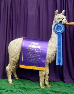 Champion cria - Felicia