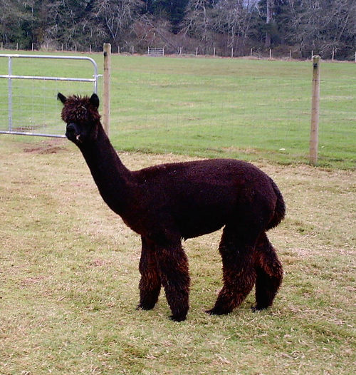 Alpaca For Sale - Gallant Deed's Cocopuff at Alpacas of Marin