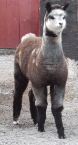 Sophia - Giada's 2015 cria