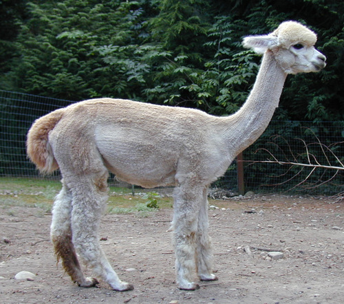 Alpaca For Sale - Sonshine Alpacas Fiat at Alpaco Farm 