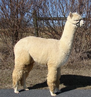 Alpaca For Sale - AOV Accoyo Enterprising Spirit at AlpacaBarns Classic Accoyos