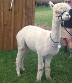 Alpaca For Sale - Calidad Cannonero's Fiona at Buck Brook Alpacas