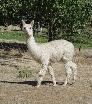 Alpaca For Sale - SoCal's Q'oricancha at SoCal Suri Alpacas