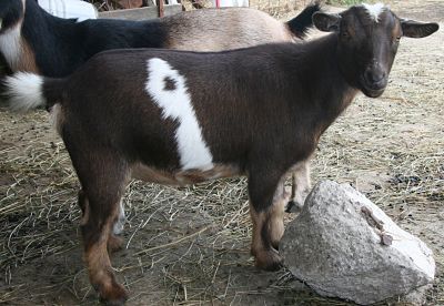 Goat For Sale - Natures-Acres Houdini at Natures-Acres Minis