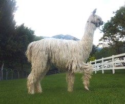 Alpaca For Sale - Accoyo Lunette by Rockstar at Alpine Suri Alpacas