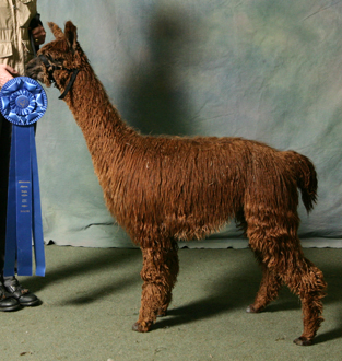 Alpaca For Sale - BBFAI River Dance at Bluff Breeze Farm 