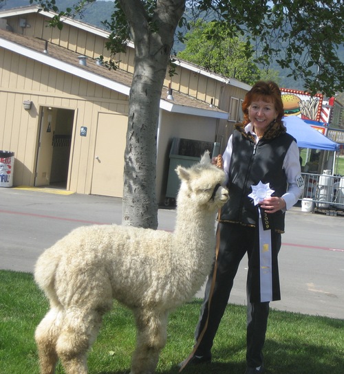 Cocoa's first cria Moche