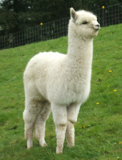 Alpaca For Sale - Solomon at Alpaco Farm 