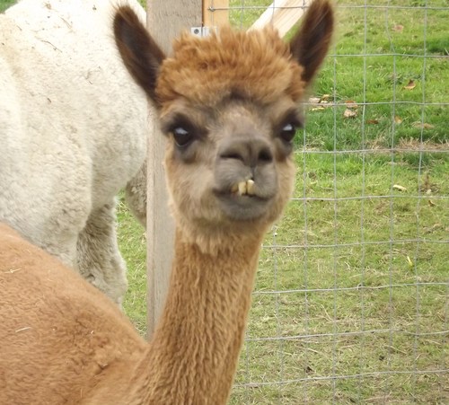 Alpaca For Sale - Bambi at Alpaco Farm 