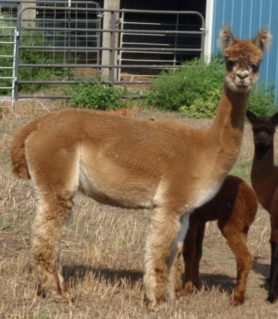 Alpaca For Sale - Desert Starr Spirit at Spirit Hills Alpacas