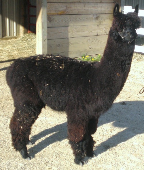 Alpaca For Sale - Sir Knightley of Rose Crest at Heritage Grove Alpacas