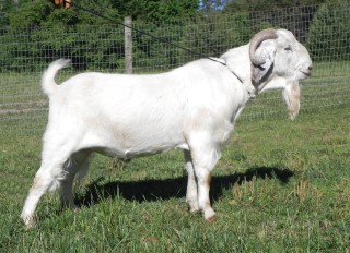 Goat For Sale - MGF-G31 (Isaac) at Griffin Sport Horses & Goats