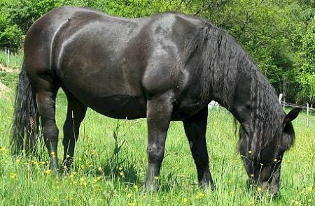 Photo source: <a href=http://www.allhorsebreeds.info/64/abtenauer-horse/ class = body target = _blank>All Horse Breeds</a>