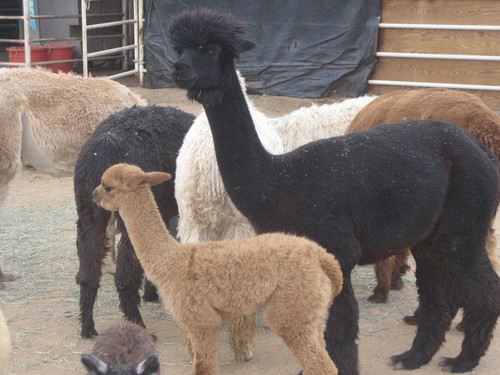 Cocoa's cria Quinoa