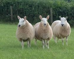 Source: www.nationalsheep.org.uk